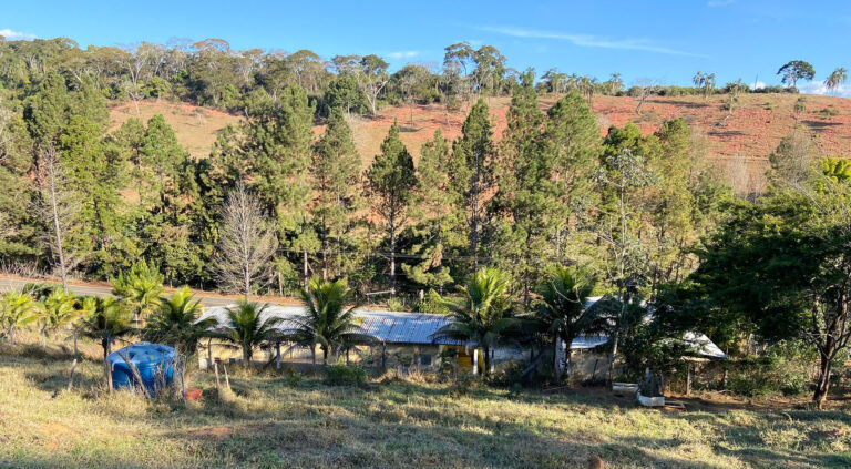 Layne Polpas de Frutas Paisagem